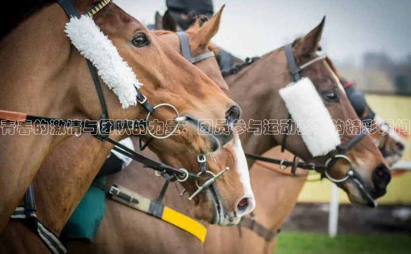 NG·28官网百度安全社区青春的激情与团队的力量：团员参与运动赛事的精彩瞬间